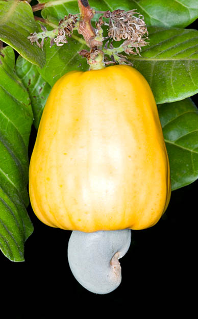  p>腰果, i>anacardium occidentalie /i> linn,是 a href="#">双子叶