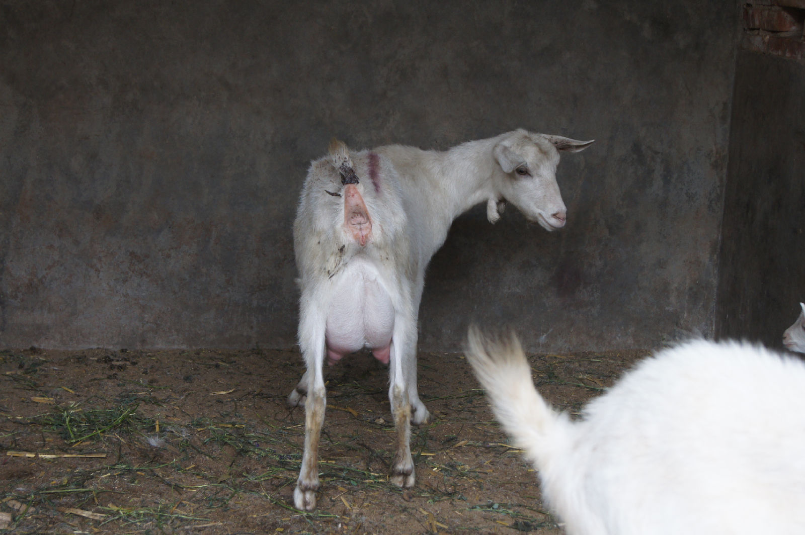  p>奶山羊,是乳用品种的 a href="#" data-lem