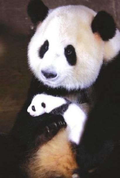 熊猫宝宝的饮食,生存能力训练,最后经过野生驯化回到大自然的成长过程