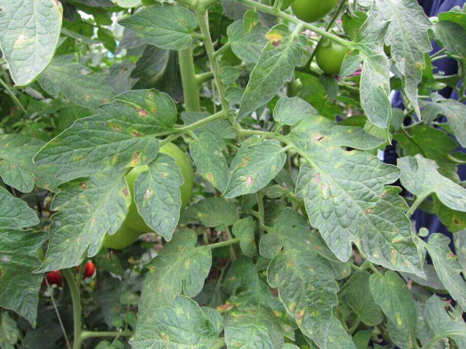 番茄叶霉病