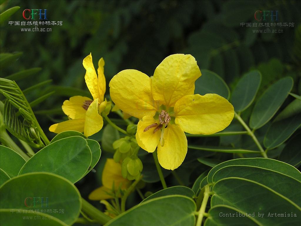 黄花决明