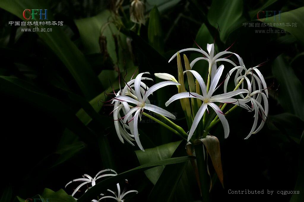  p>文珠兰属( a target="_blank" href="/item/学名/8074290" data