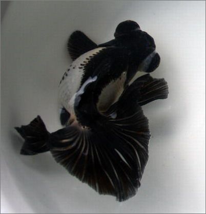  p>金鱼( i>carassius auratus linnaeus /i>),在 a target="_blank"