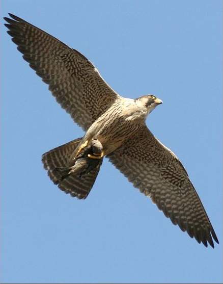  p>隼,国家重点保护鸟类.