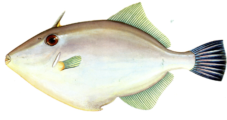  p> b>马面鱼 /b>学名为绿鳍马面鲀,隶属于 a target="_blank" href="