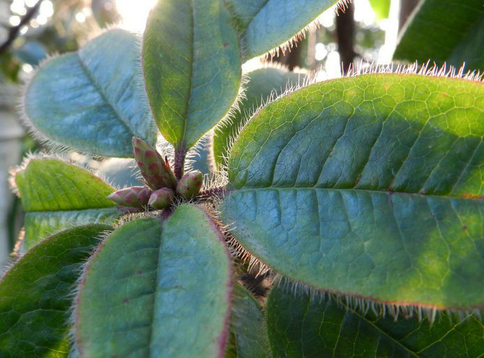  p>刺毛杜鹃( i>rhododendron championiae /i> hook.