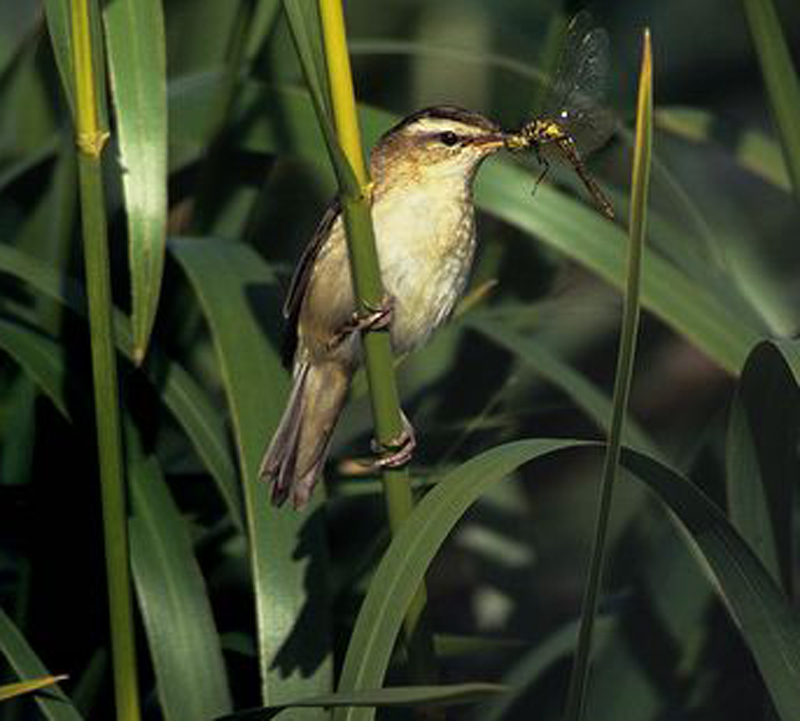 水蒲苇莺