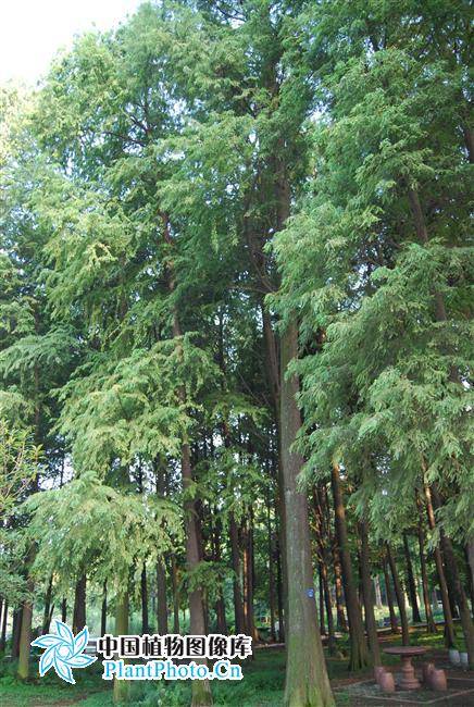 中山杉502_百度百科