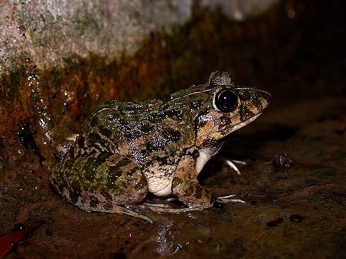 蛙科(ranidae,即赤蛙科)大型水栖蛙,学名rana ridibunda,外貌和习性