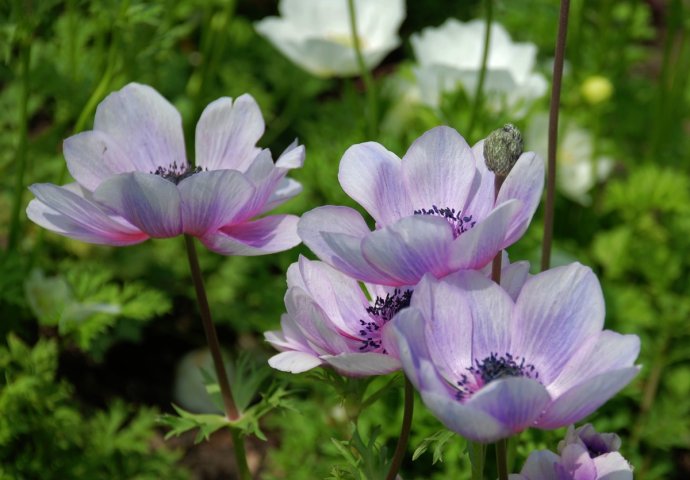 欧洲银莲花