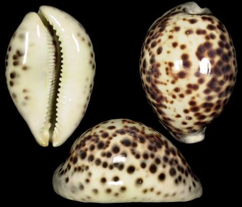  p>黑星宝螺(学名: i>cypraea tigris /i>)是 a target="_blank" href