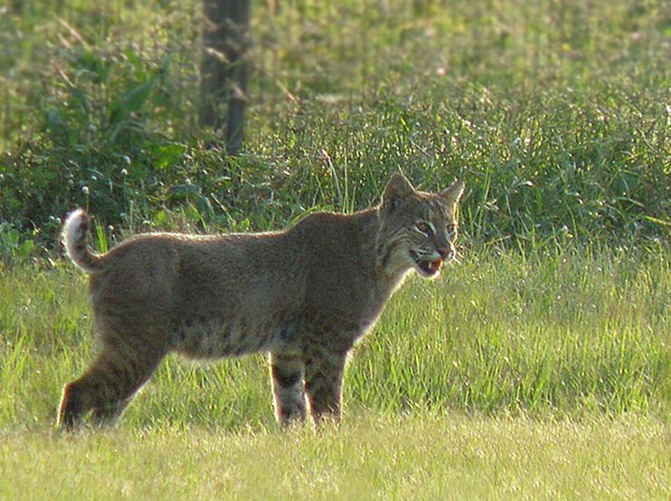  p>短尾猫(学名: b> i>lynx rufus /i> /b>)是分布在 a href="#" data