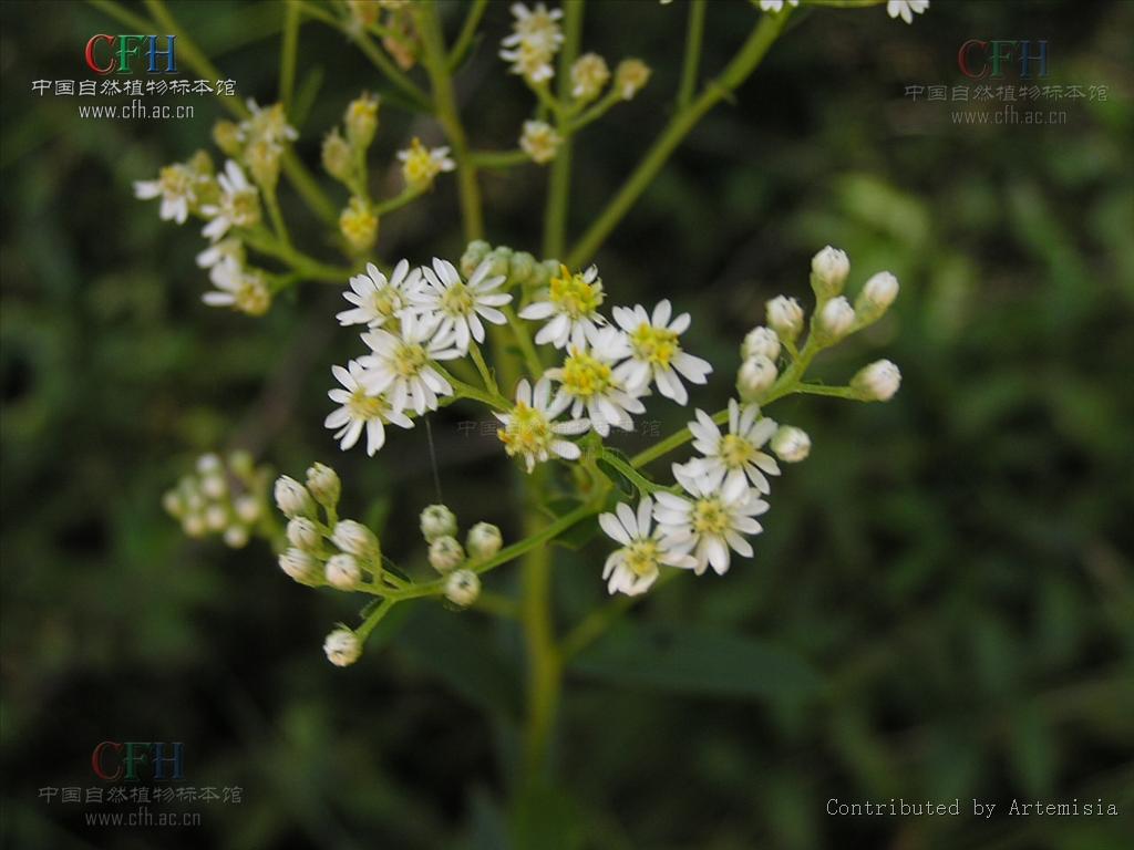  p>女菀属(学名:turczaninowia dc.