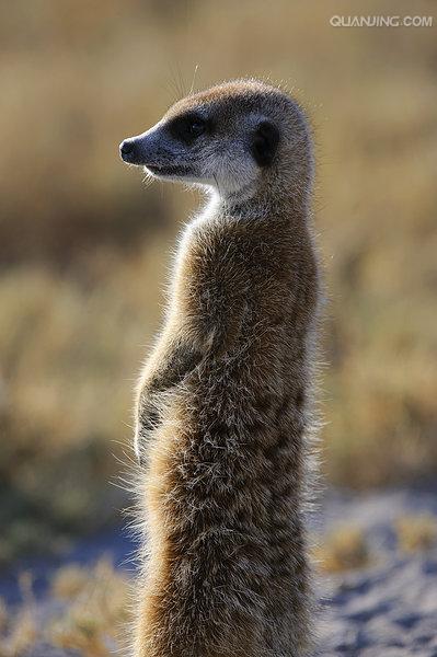 the republic of botswana