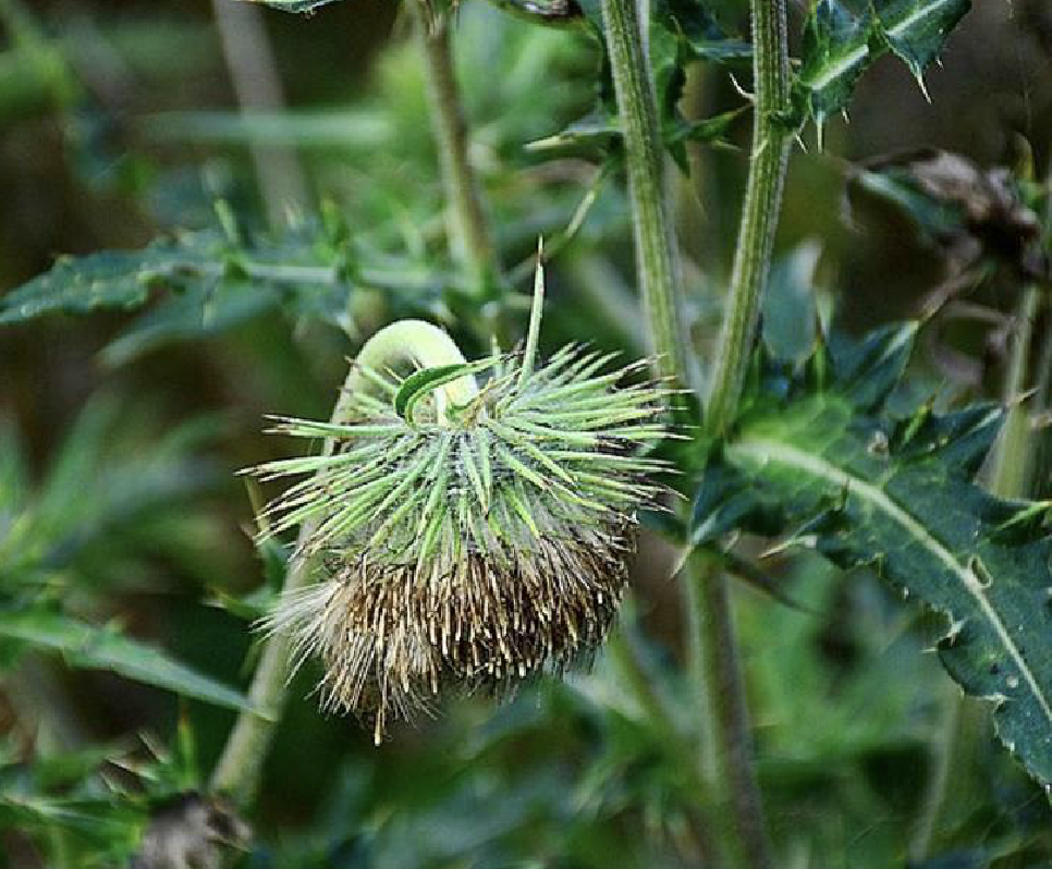 lév.)是菊科蓟属植物.