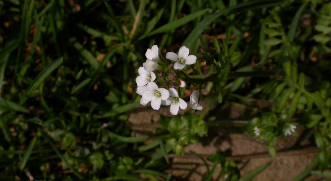  p> b>伏水碎米荠 /b>(学名: i>cardamine prorepens /i>)为十字花科 
