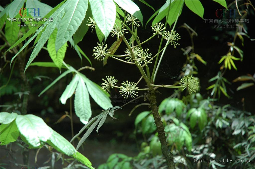 叶为单叶,叶片掌状分裂,稀不分裂;托叶与叶柄基部合生.