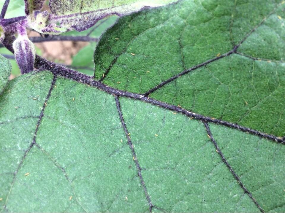  p>西花蓟马是 a target="_blank" href="/item/蓟马科/5024037" data