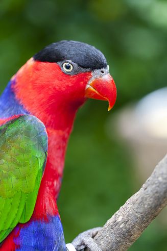  p>黑顶吸蜜鹦鹉(学名:lorius lory)羽色 a href="#" data-lemmaid="