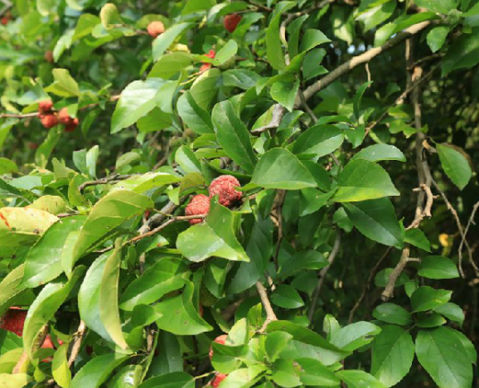 柘树茎叶_百度百科
