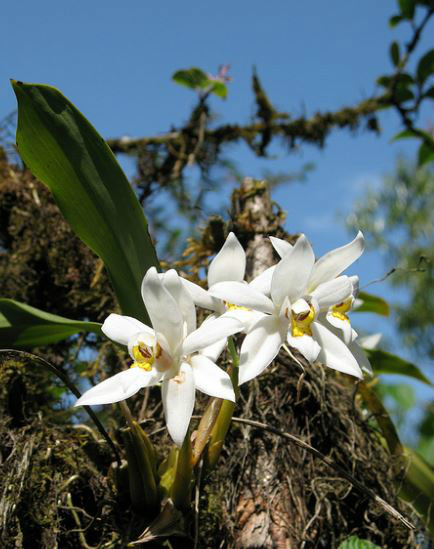  p>眼斑贝母兰(学名: i>coelogyne corymbosa /i>  lindl.