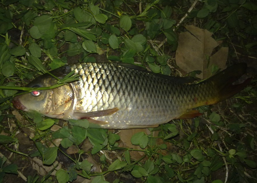  p>抚仙小鲤也称为抚仙中鲤,为鲤科鲤属鱼类,主要分布于中国 a href="