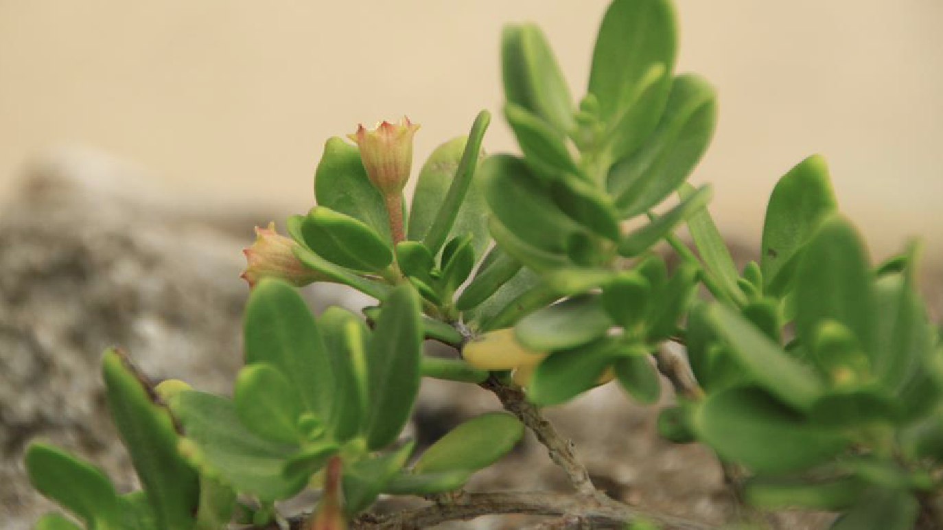 是千屈菜科,水芫花属多分枝小 a href="#" data-lemmaid="1520017">