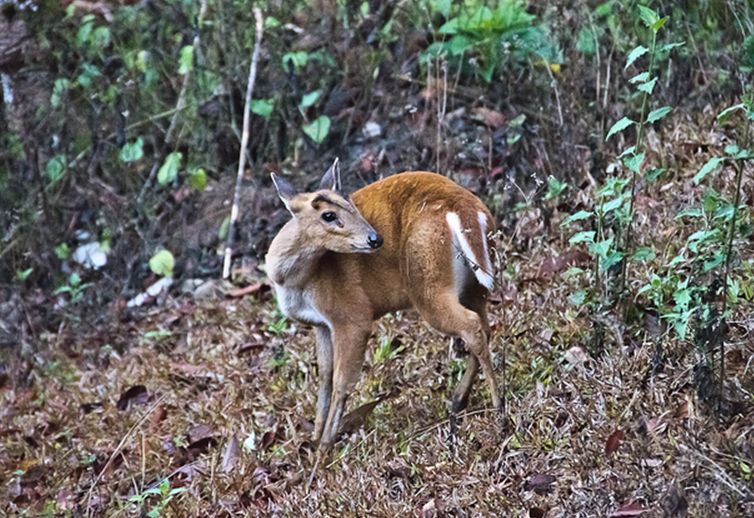 bornean red muntjac