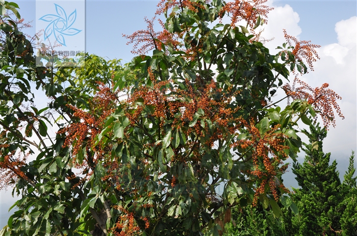  p>云南鹅掌柴广布于热带,亚热带地区,我国有37种,产西南部至东部.