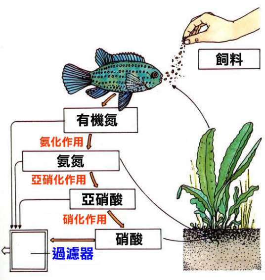 氨化作用_百度百科