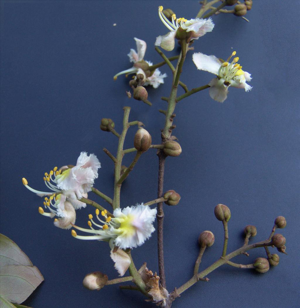 hiptage benghalensis (l.) kurz