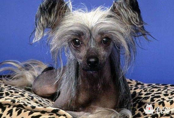 世界上最丑的狗，没有之一——中国冠毛犬_百科TA说