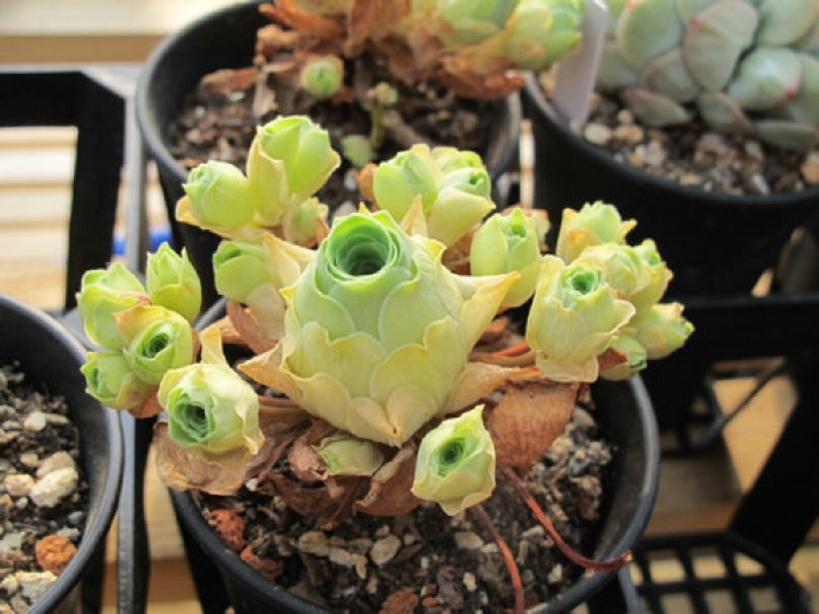 莲花掌属为冬型种 a href="#" data-lemmaid="7506243">多肉植物 /a>