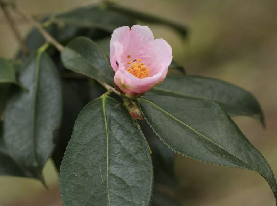 stuart)是山茶科山茶属植物.灌木至小乔木,高达7米,嫩枝无毛.