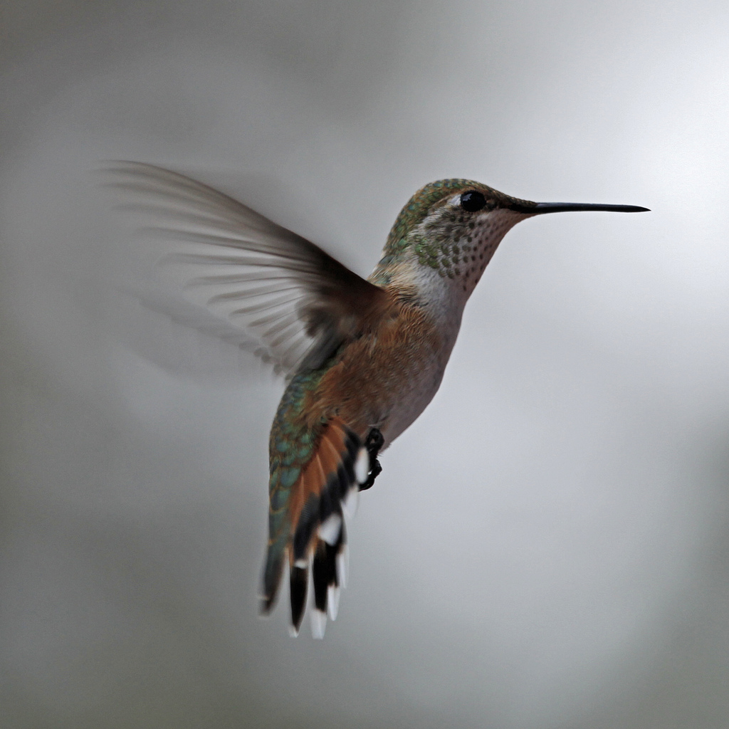  i>selasphorus rufus) /i>,是一中小型蜂鸟,体长约8厘米