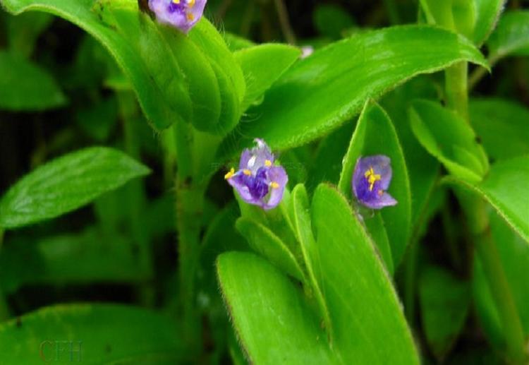  p>四孔草,所属 a target="_blank" href="/item/植物界/229045" data