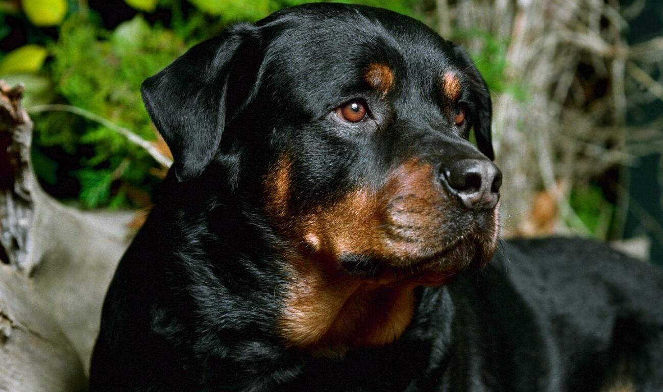  p data-id="gnsppgw9zg">罗威纳犬(拉丁学名:rottweiler),是犬科犬