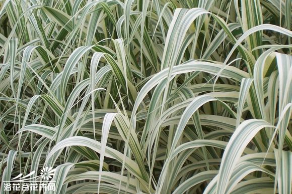  p>arundo j. 芦竹属,禾本科,分布于热带和温带地区,我国常见有芦竹a.