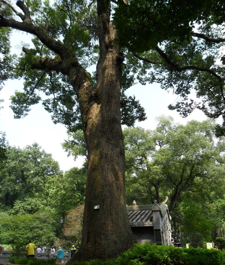 百骑大栗树