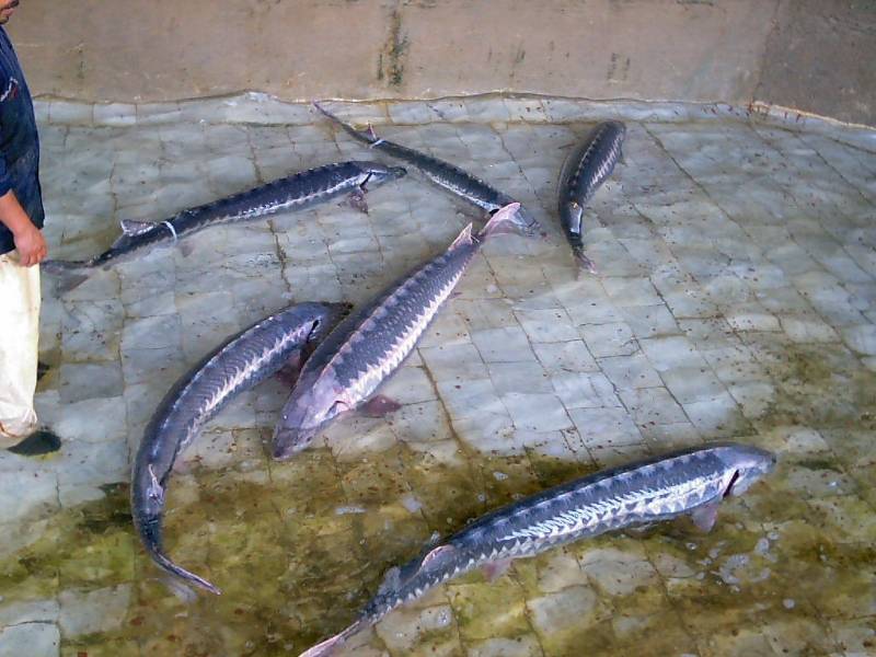  p>波斯鲟(学名: i>acipenser persicus /i>)是鲟科,鲟属鱼类.