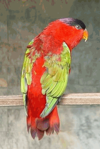  p>紫项吸蜜鹦鹉(学名:lorius domicellus)羽色鲜艳,主要以花粉,花蜜