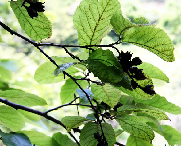 为金缕梅科植物牛鼻栓 i>fortunearia sinensis /i> rehd. et wils.