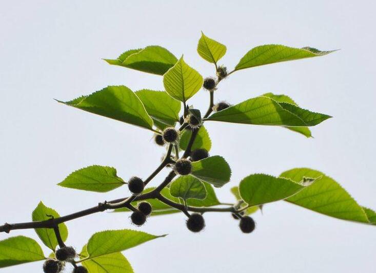 broussonetia lhert. ex vent.