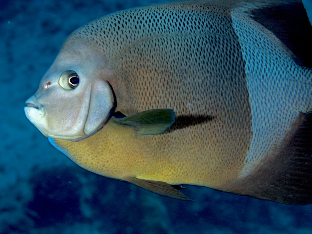  p> a href="#" data-lemmaid="7492931">盖刺鱼科 /a>(学名:pomacant