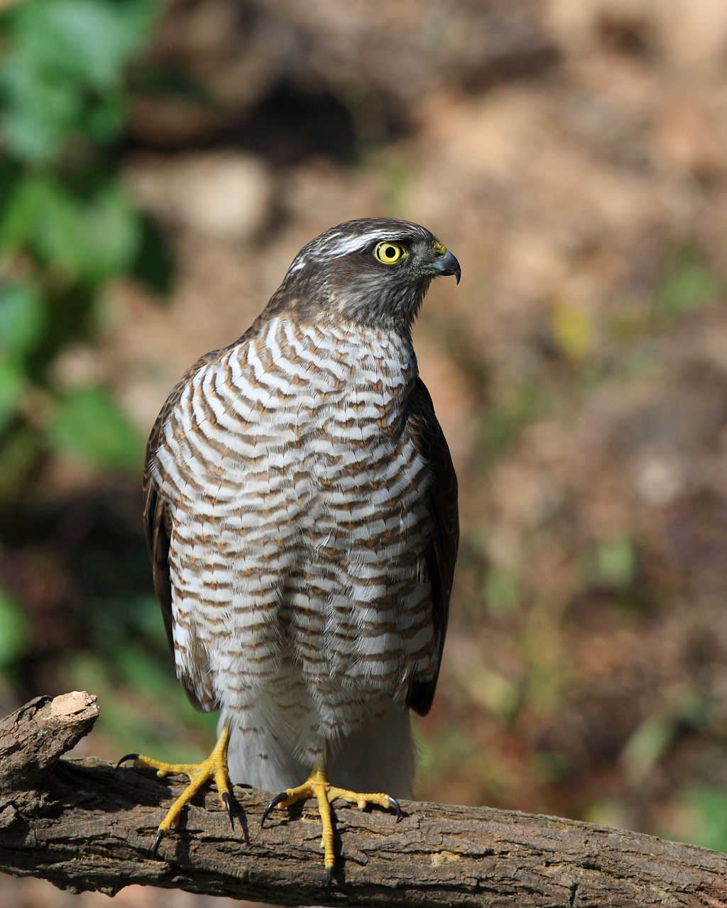  p>松雀鹰(学名: i>accipiter virgatus /i>)小型猛禽,体长28~38厘米.