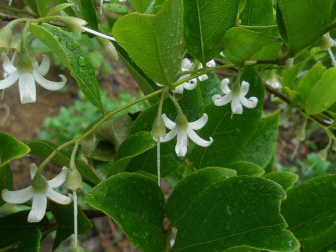  p>白花龙(学名: i>styrax faberi /i> perk.