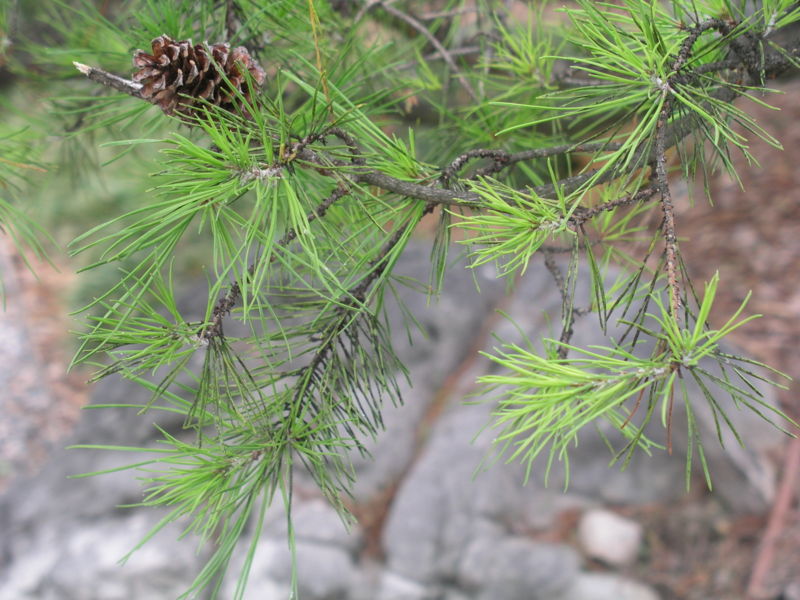 data-lemmaid="8074290">学名 /a>:pinus virginiana)又名北美二针松