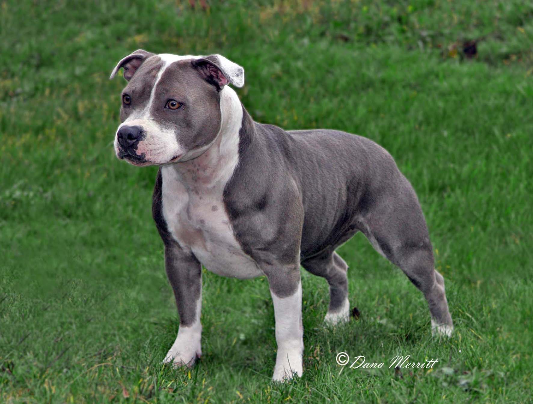  p>美国斯塔福梗(american staffordshire terrier)斯塔福梗是由 a