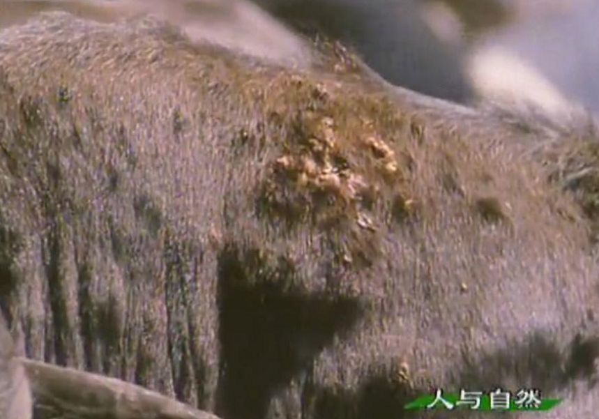  p>螺旋锥蝇又称 a target="_blank" href="/item/食人蝇/15401085"