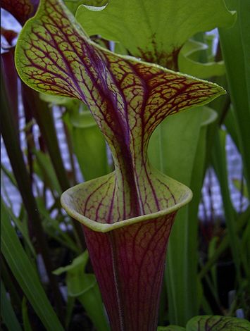  p>黄瓶子草(学名:sarracenia flava )是该属植物中体形最大的植物,可